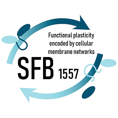 SFB 1557 – CellNanOS (Zentrum für Zelluläre Nanoanalytik)